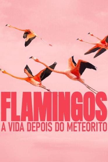 Flamingos: A Vida Depois do Meteorito
